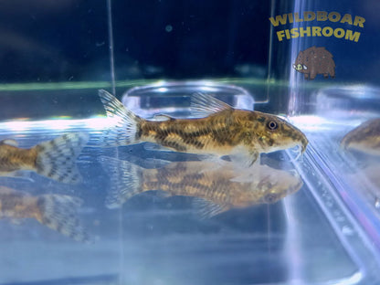 Banded Corydoras (Scleromystax barbatus)
