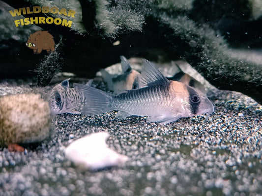 Corydoras duplicareus