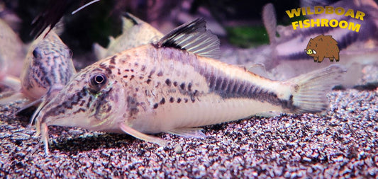 Corydoras Fowleri