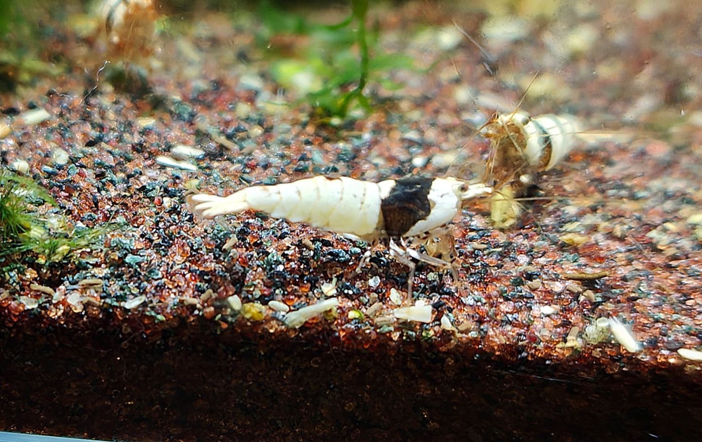 Crystal Black Shrimps (CBS)