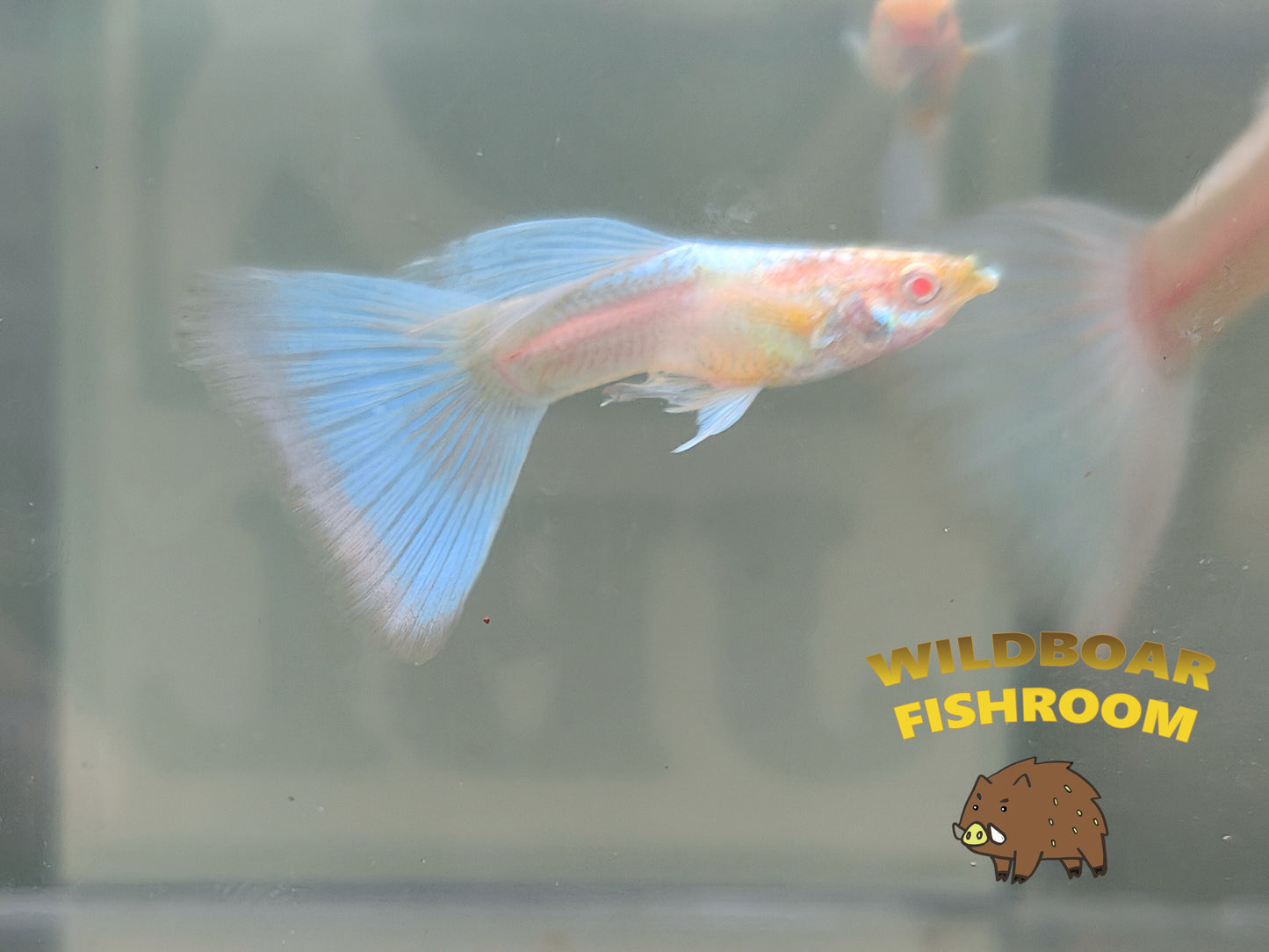 Albino Japan blue Guppy PAIR