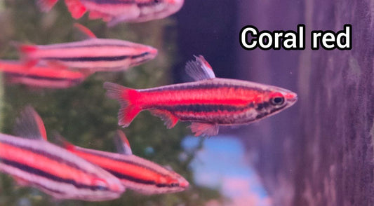 Coral Red Pencilfish