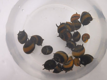 Horned Nerite Snail