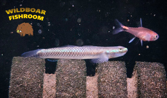Blue Neon Goby x 5 and Blue Red Star endler x 3