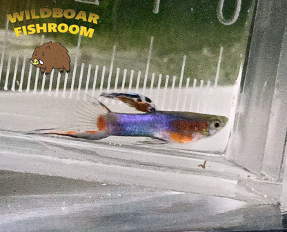 Blue Red Star endler ( Males)