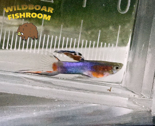 Blue Red Star endler ( Males)