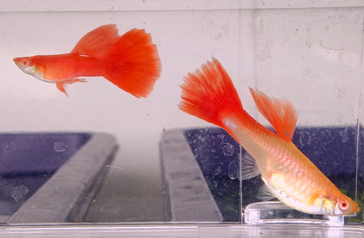 Albino Hi-fin Full red guppy PAIR