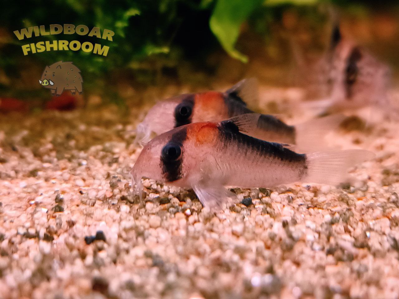 Corydoras duplicareus