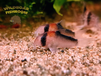 Corydoras duplicareus