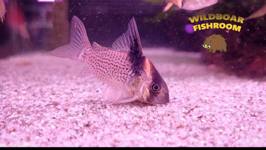 Corydoras CW27