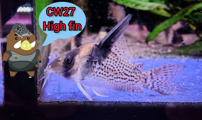 Corydoras CW27