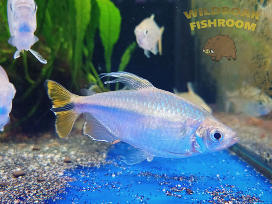 Yellow Congo Tetras (Alestopetersius caudalis)
