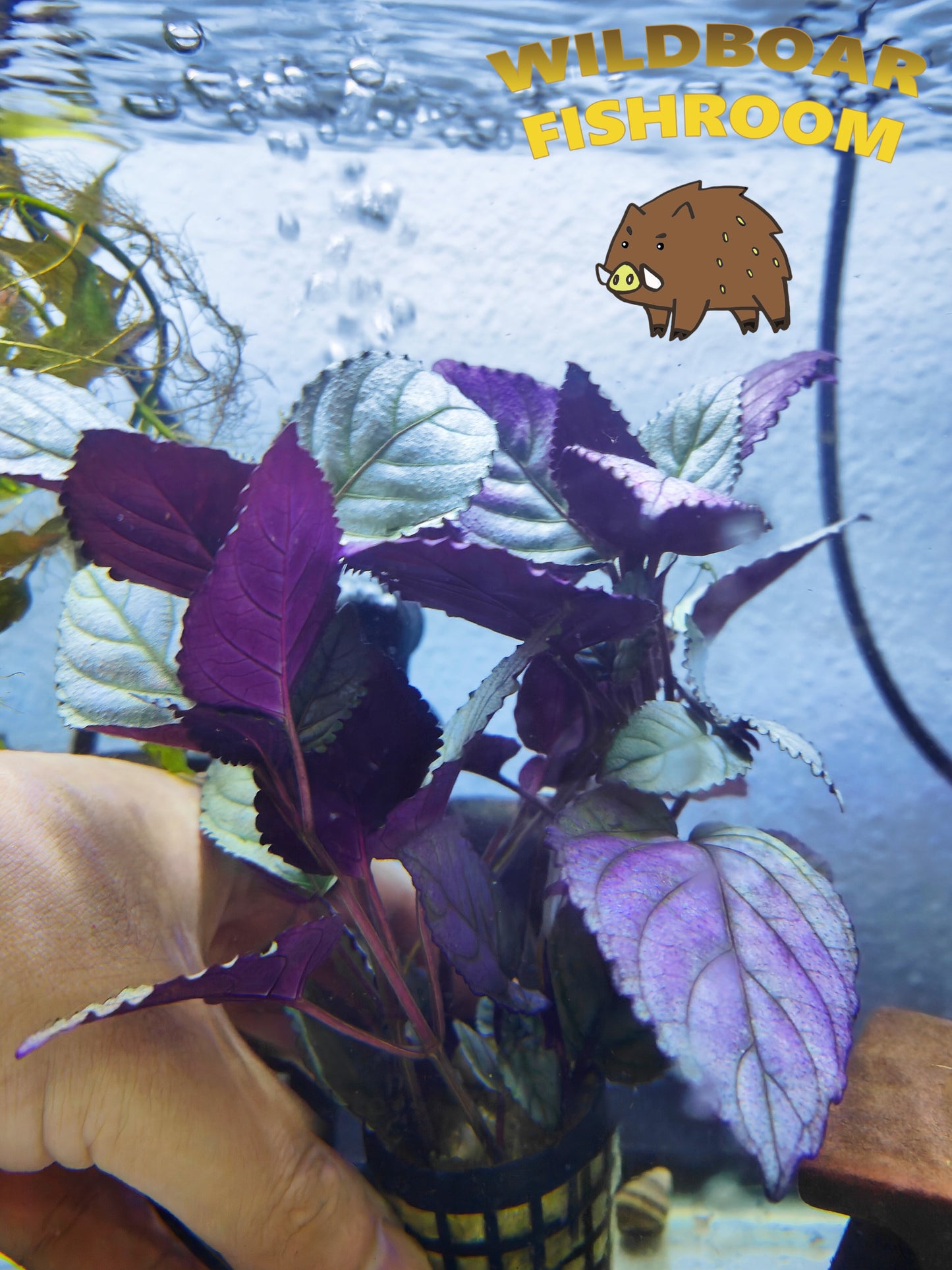 Hemigraphis Colorata (Purple Waffle Plant)