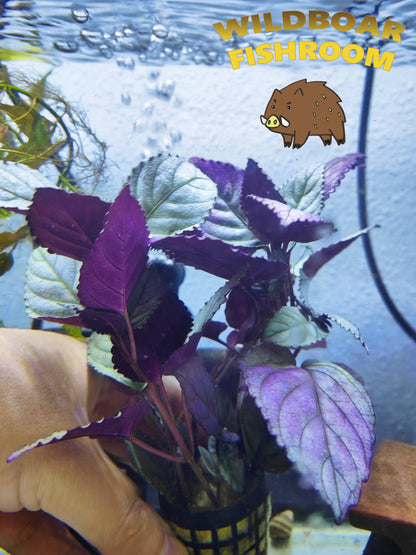 Hemigraphis Colorata (Purple Waffle Plant)