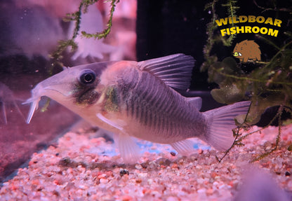 Corydoras CW101