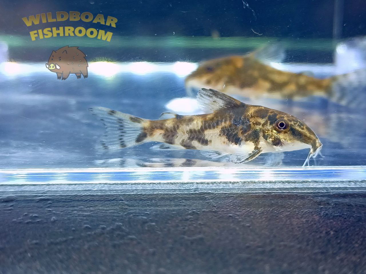 Banded Corydoras (Scleromystax barbatus)