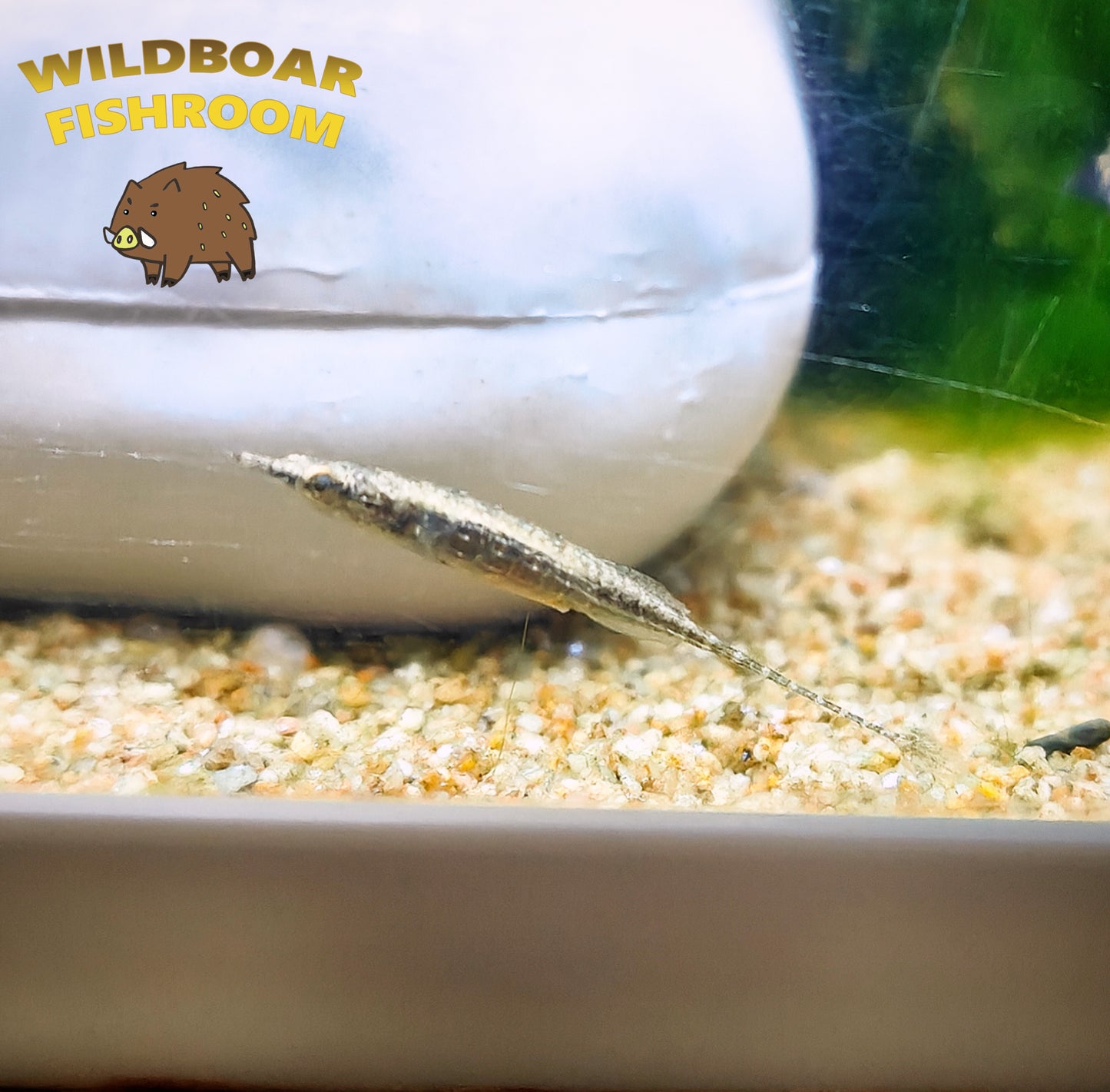 Toothpick fish (indostomus paradoxus)