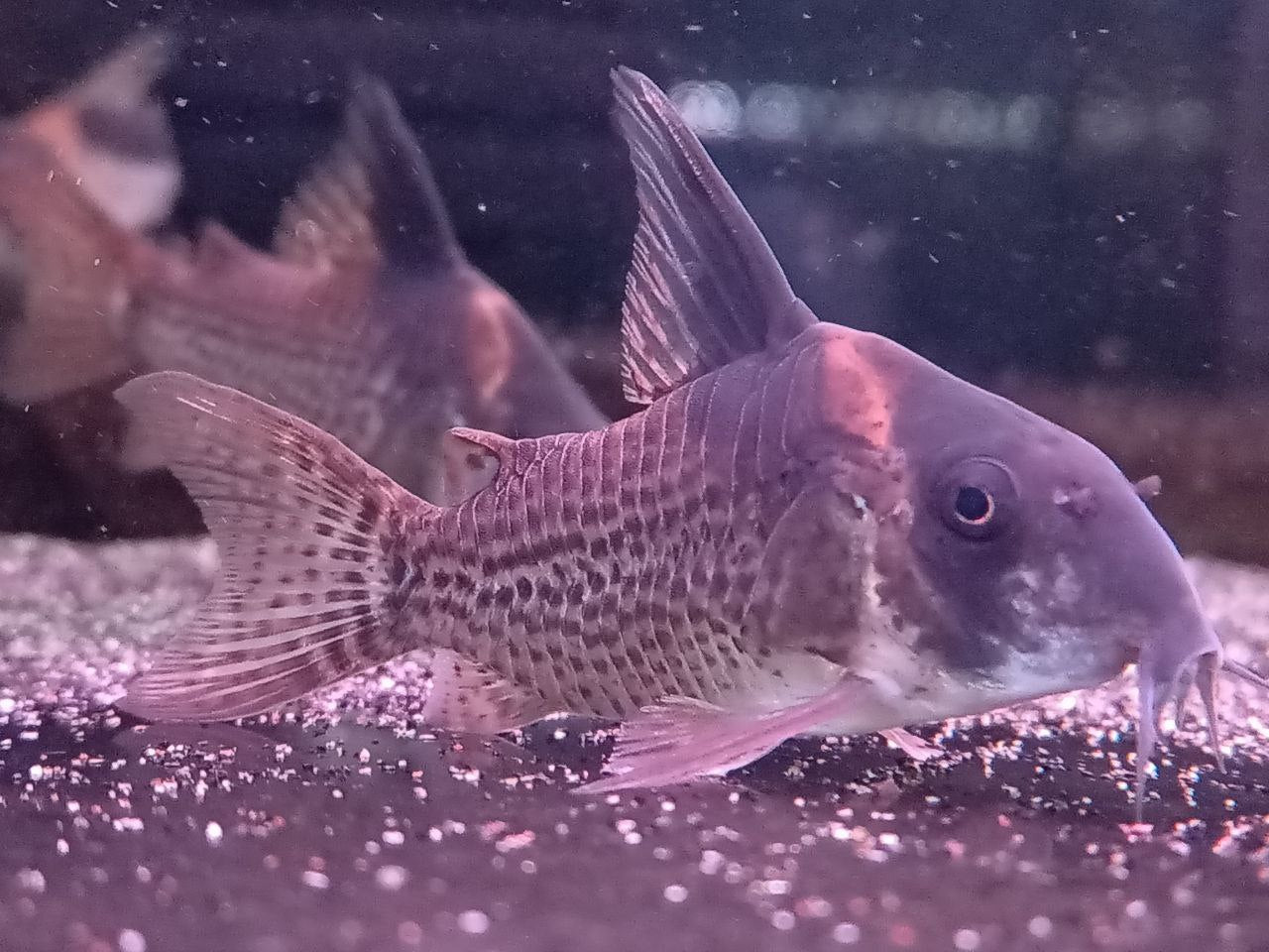Corydoras CW27