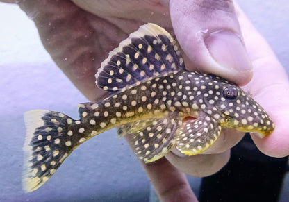 L18 pleco x 1