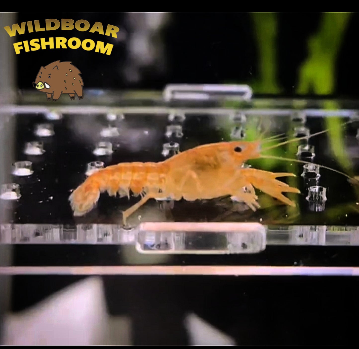 Mexican Dwarf Crayfish (CPO)