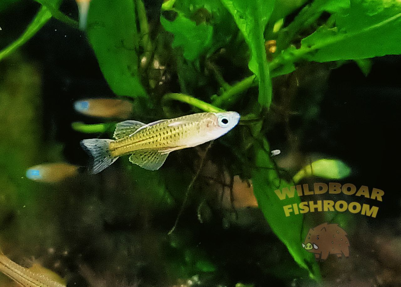 Spotted blue-eye (Pseudomugil gertrudae)