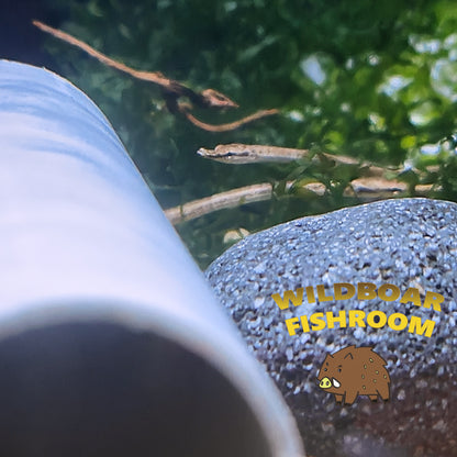 Martens’ Pipefish (Doryichthys martensii)