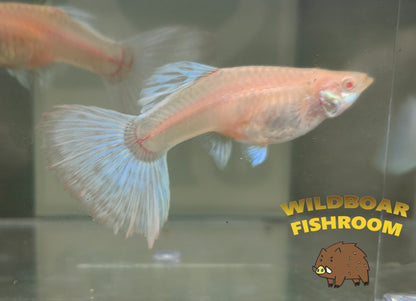 Albino Japan blue Guppy PAIR