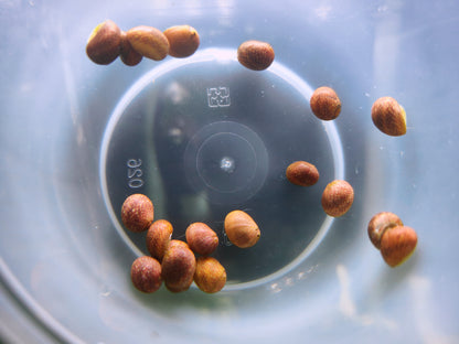 Red pumpkin nerite snail