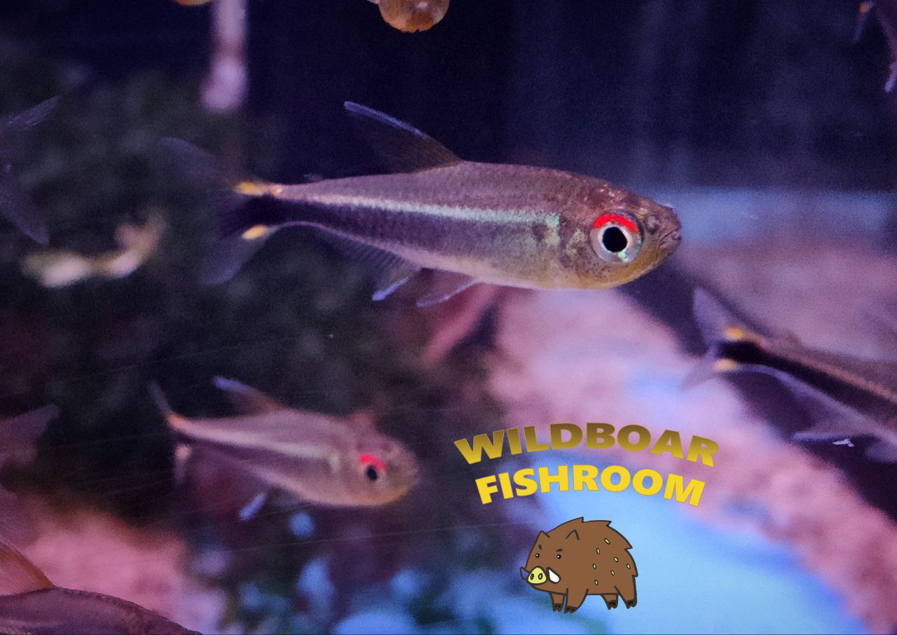 Rio meta tetras (Hyphessobrycon metae)