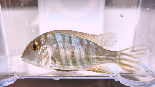Redhead Tapajos Eartheater (Geophagus pyrocephalus)