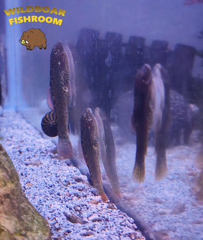 Purple Fin sucker loach (Pseudogastromyzon laticeps)