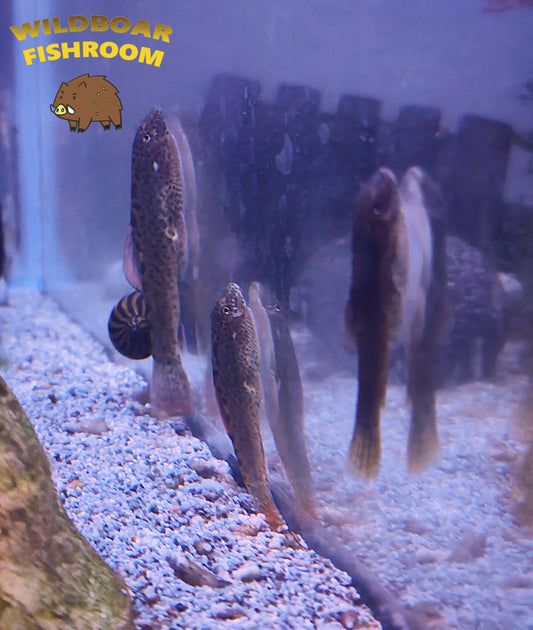 Purple Fin sucker loach (Pseudogastromyzon laticeps)