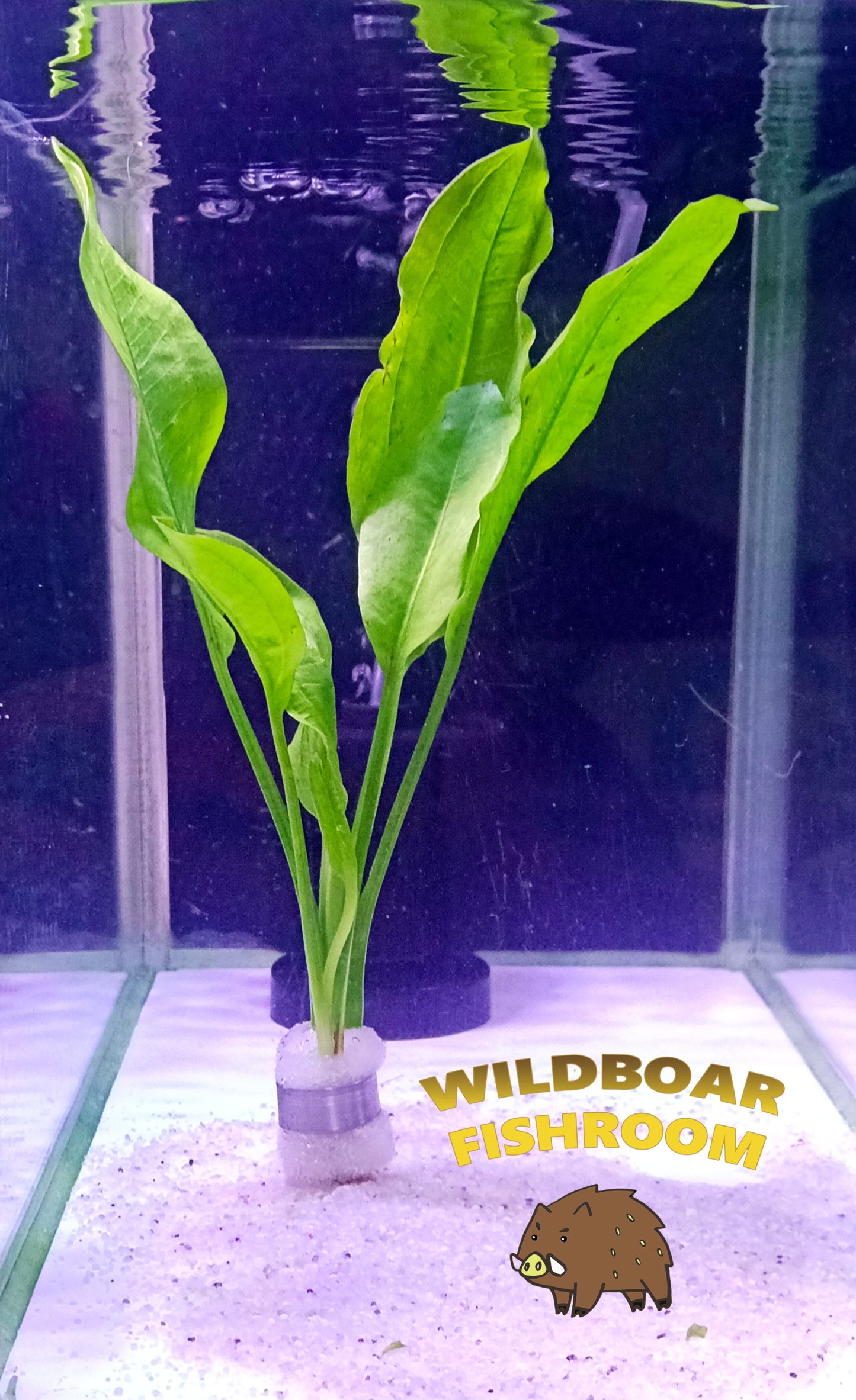 Echinodorus amazonicus