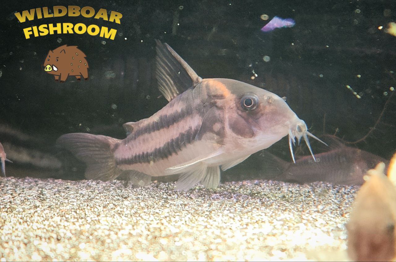 Corydoras CW127