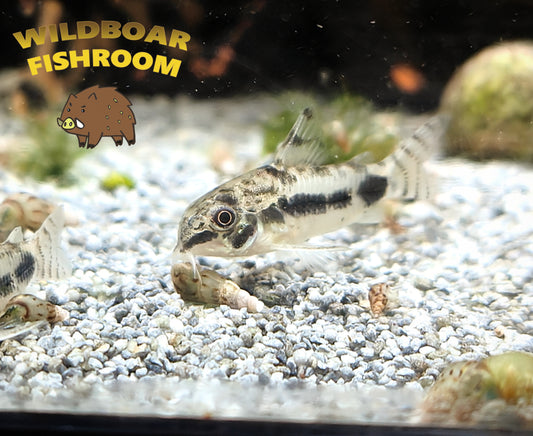 Corydoras Habrosus x 10 (Wild)