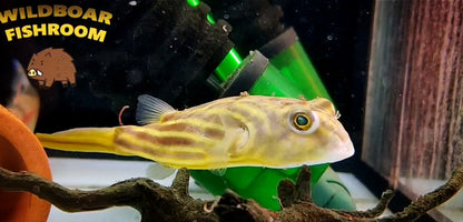 Fahaka Pufferfish (Tetraodon Lineatus)