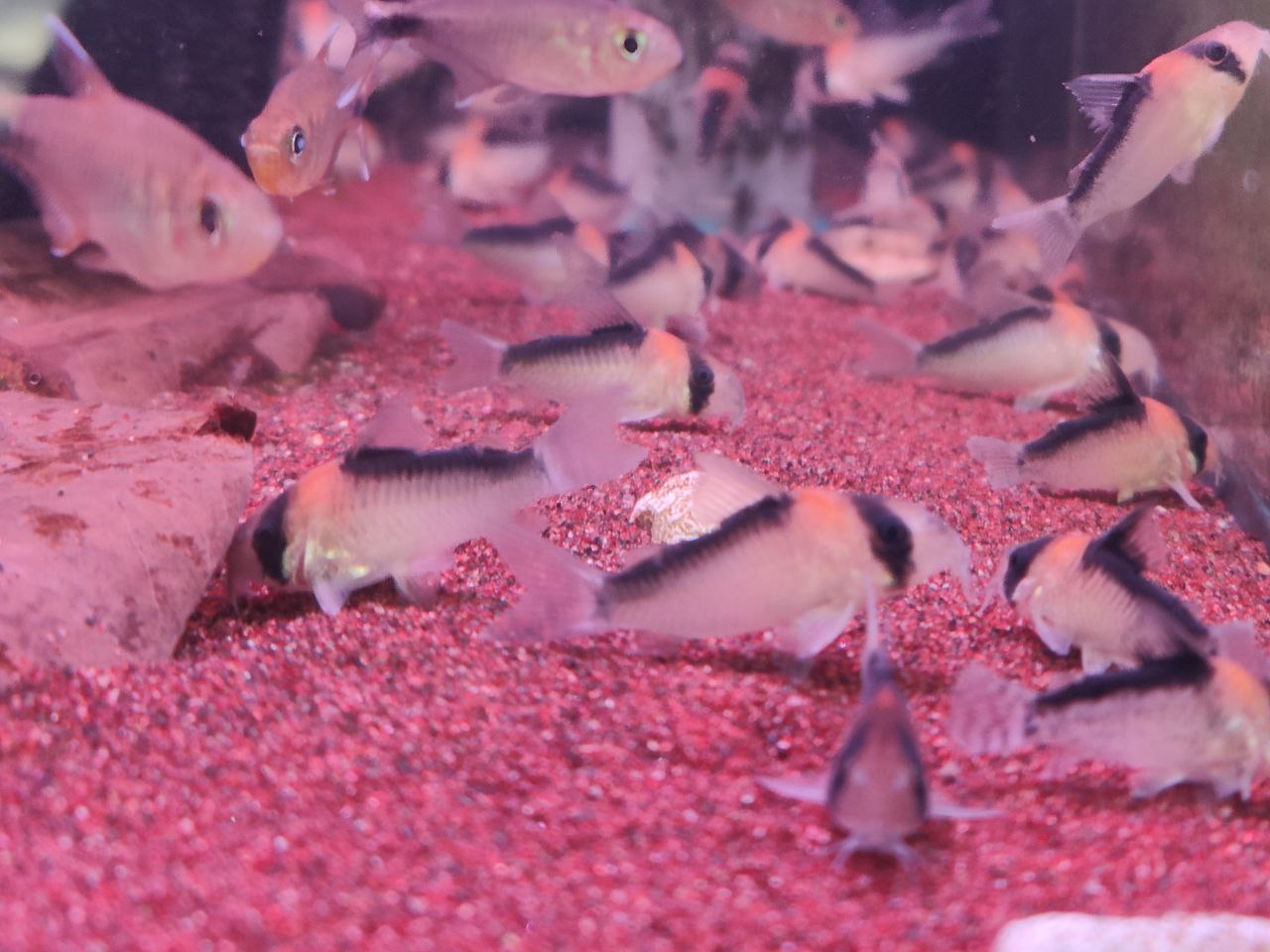 Corydoras duplicareus