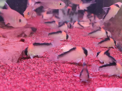 Corydoras duplicareus