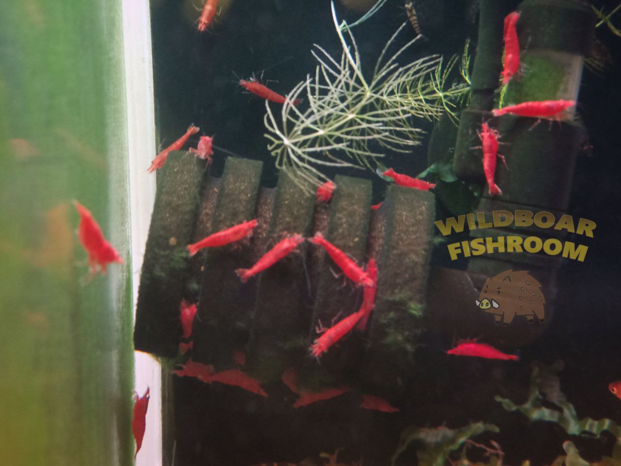 Fire Red Shrimp