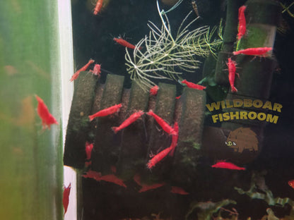 Fire Red Shrimp
