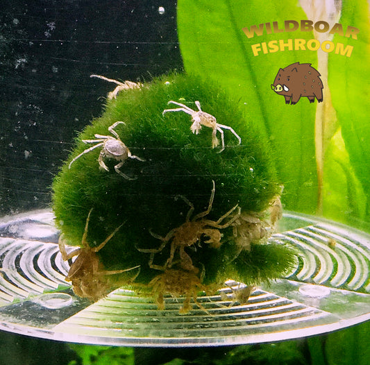 Thai Micro Crab (Limnopilos naiyanetri)