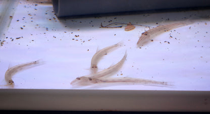 Horseface Loach (Acantopsis dialuzona)