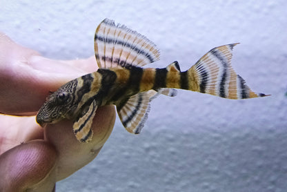 L397 pleco x 1