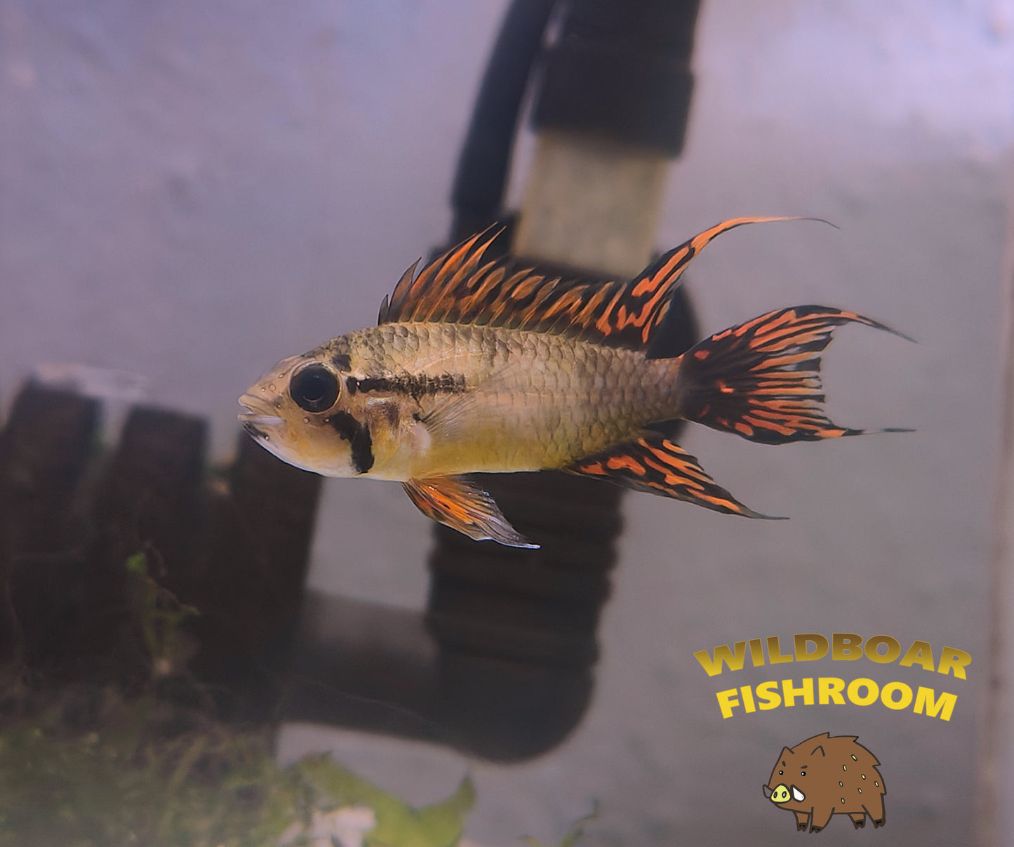 Apistogramma cacatuoides pair