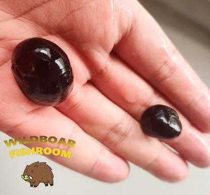 Black military helmet snail