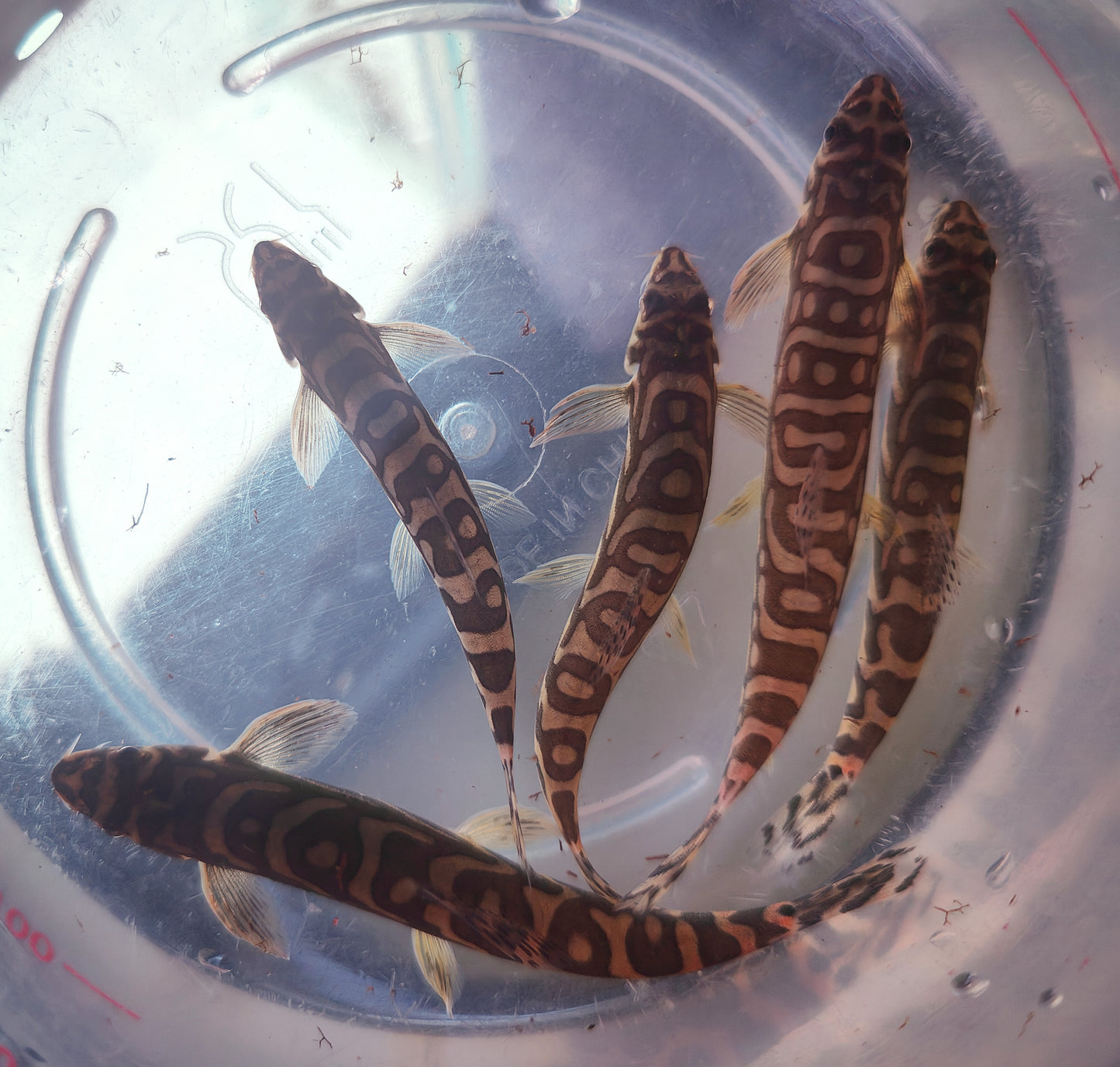 Zodiac AKA Batik Loach (Mesonoemacheilus triangularis)