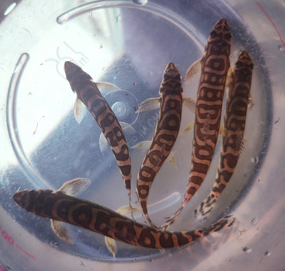 Zodiac AKA Batik Loach (Mesonoemacheilus triangularis)
