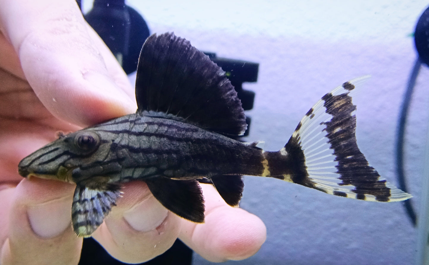 L190 Pleco x 1