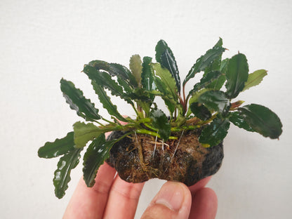 Bucephalandra sp