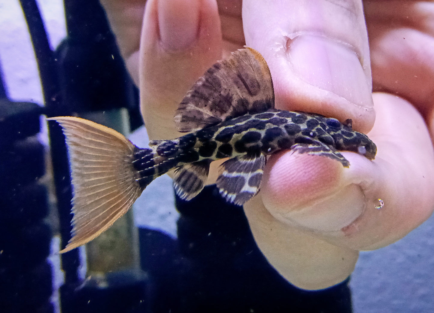 L600 Pleco x 1